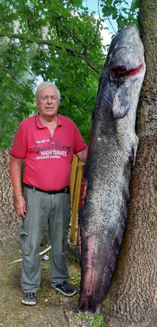 Fazekas László tagtársunk 2021.08.19-én délelőtt 11 órakor villantóval egy 58 kilós, 204 cm  hosszú harcsát fogott a Bónom - zugban. E rendkívüli fogáshoz gratulálunk, további horgászsikereket kívánunk!